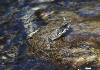 Rana italica dall''Aspromonte