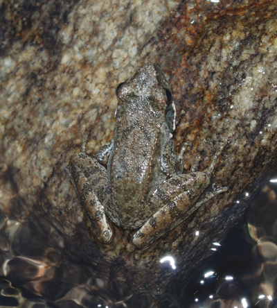 Rana italica dall''Aspromonte