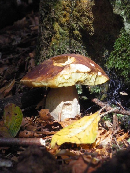 Escursione del 07/10/2011 Boletus Edulis