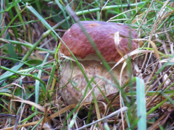 Escursione del 07/10/2011 Boletus Edulis