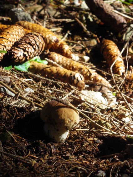 Escursione del 07/10/2011 Boletus Edulis