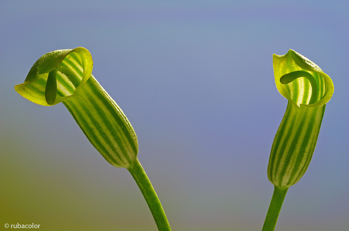 Arisarum vulgare