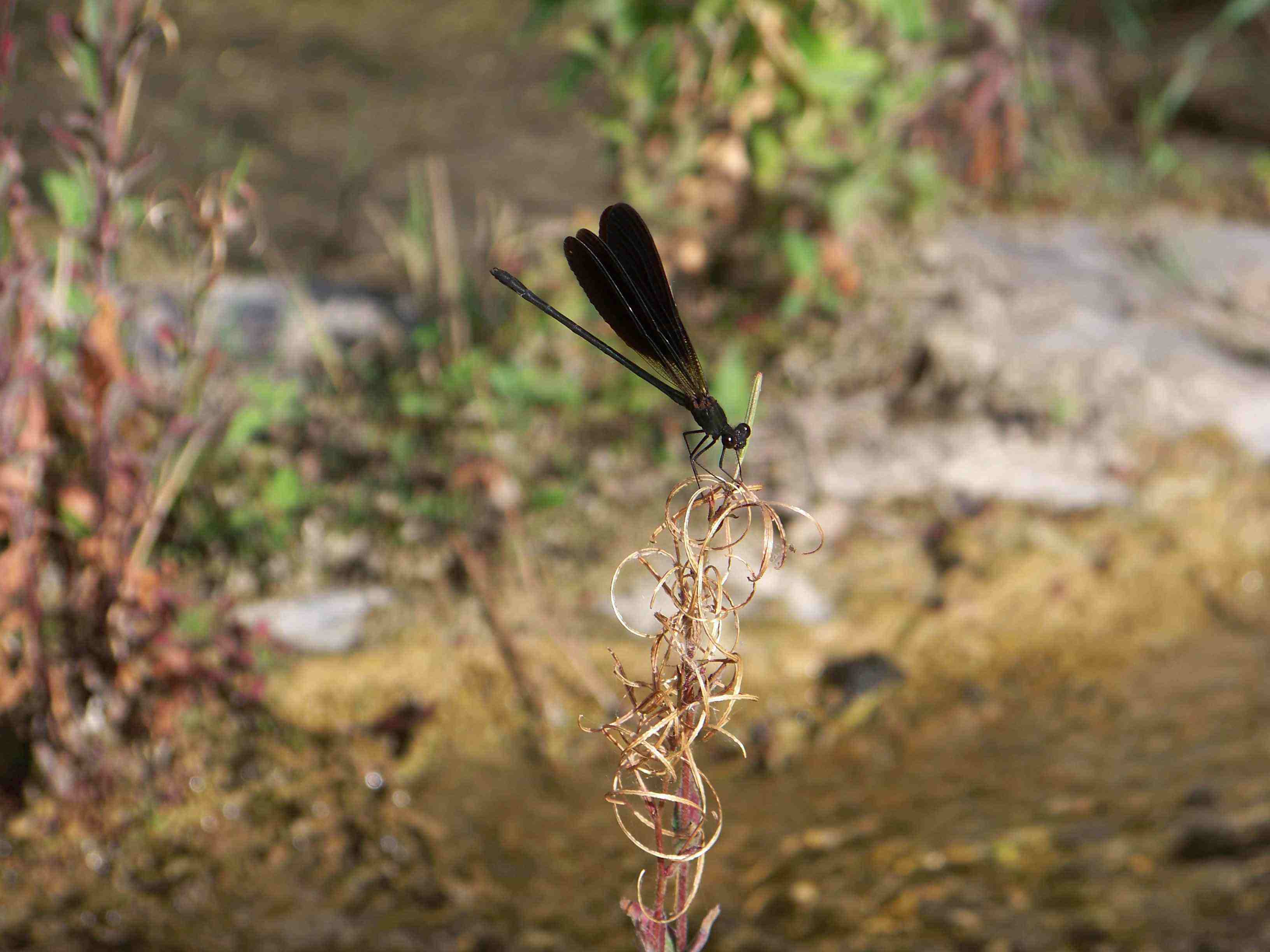 Id libellule: Calopteryx haemorrhoidalis maschio e femmina