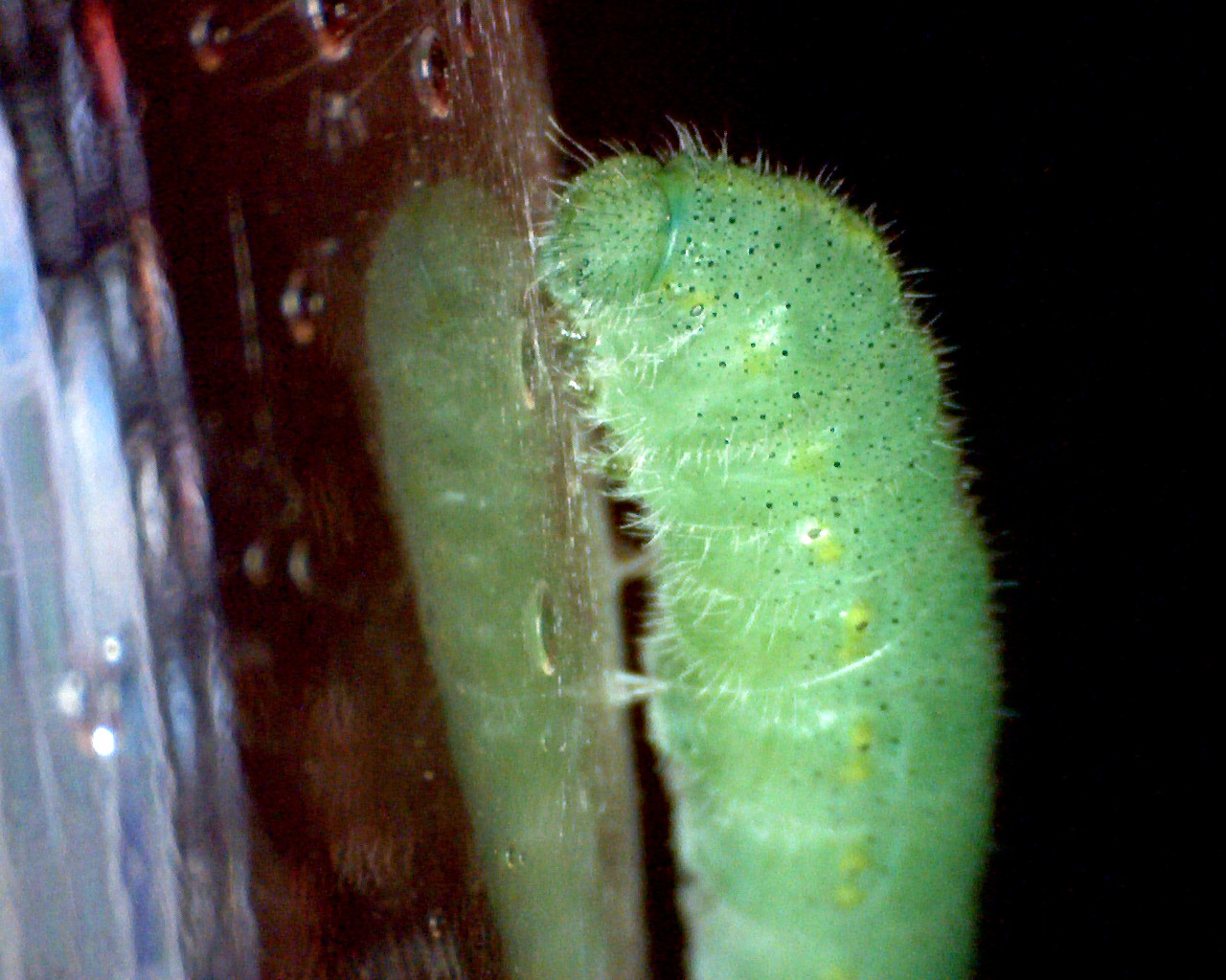 Identificazione bruco - Pieris rapae