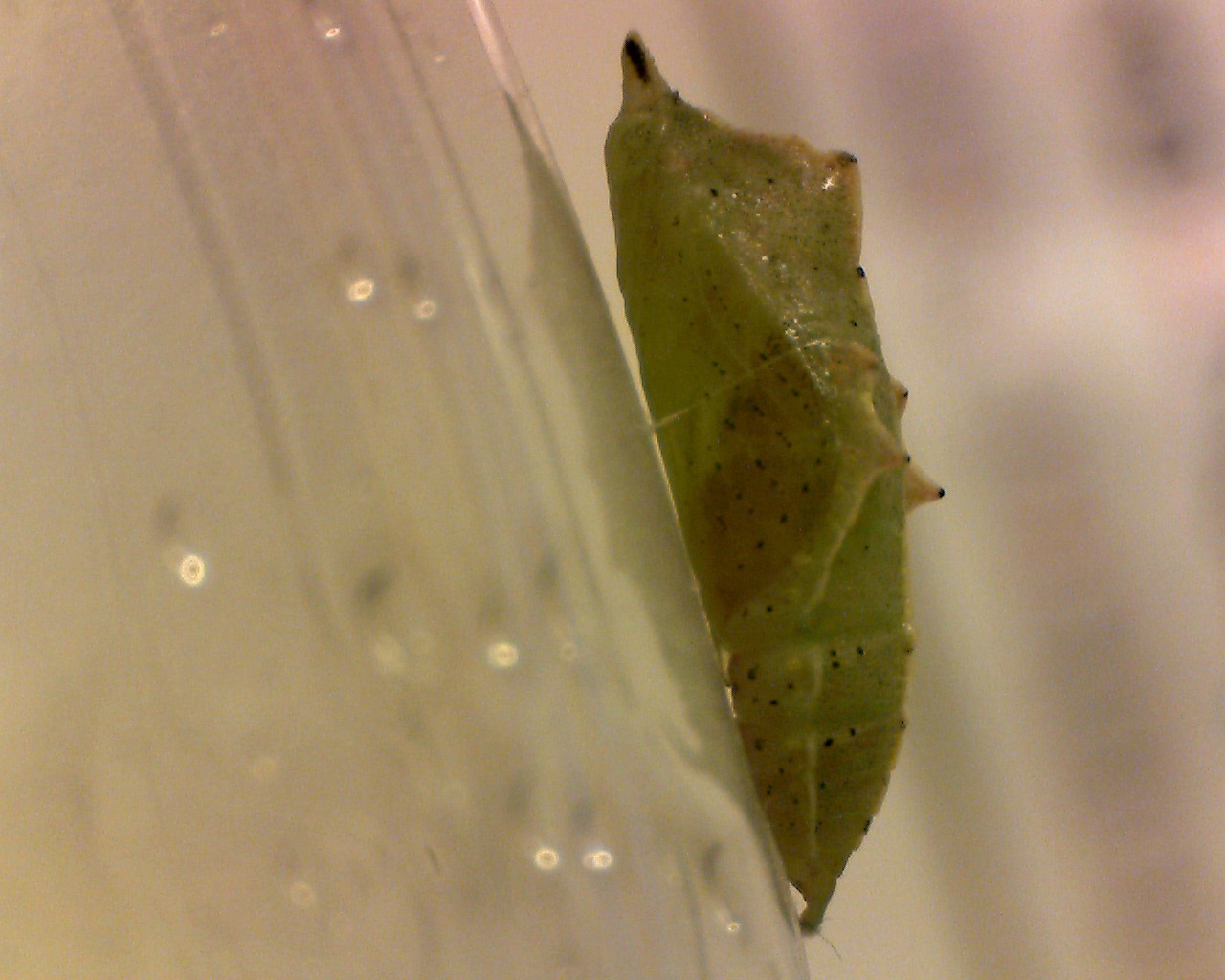 Identificazione bruco - Pieris rapae