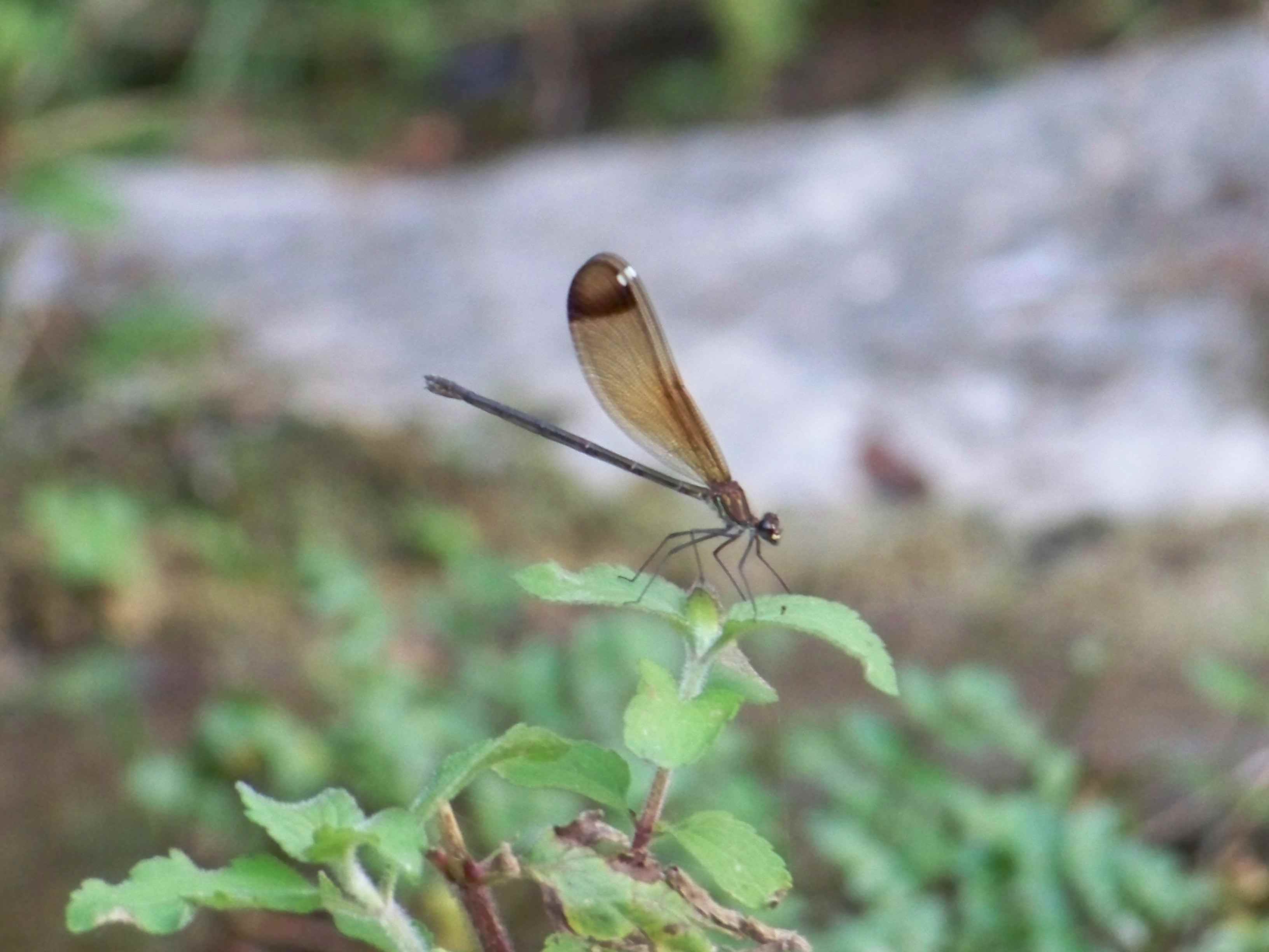 Id libellule: Calopteryx haemorrhoidalis maschio e femmina