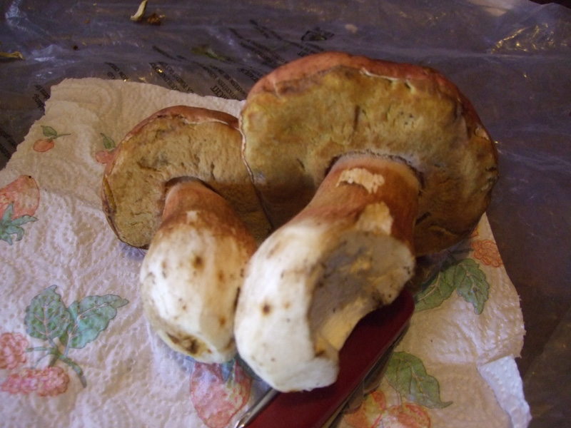 boletus edulis ?