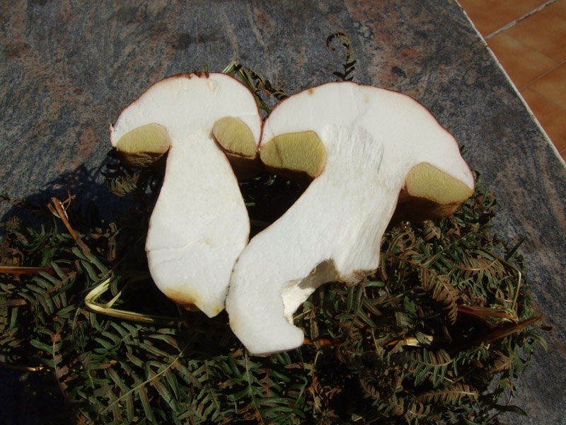 boletus edulis ?