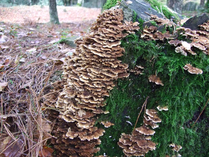 Tre specie da determinare.