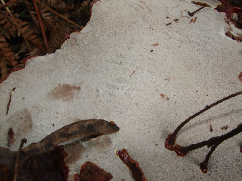 Lignicolo da determinare (Ganoderma lucidum)