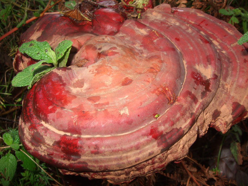 Lignicolo da determinare (Ganoderma lucidum)