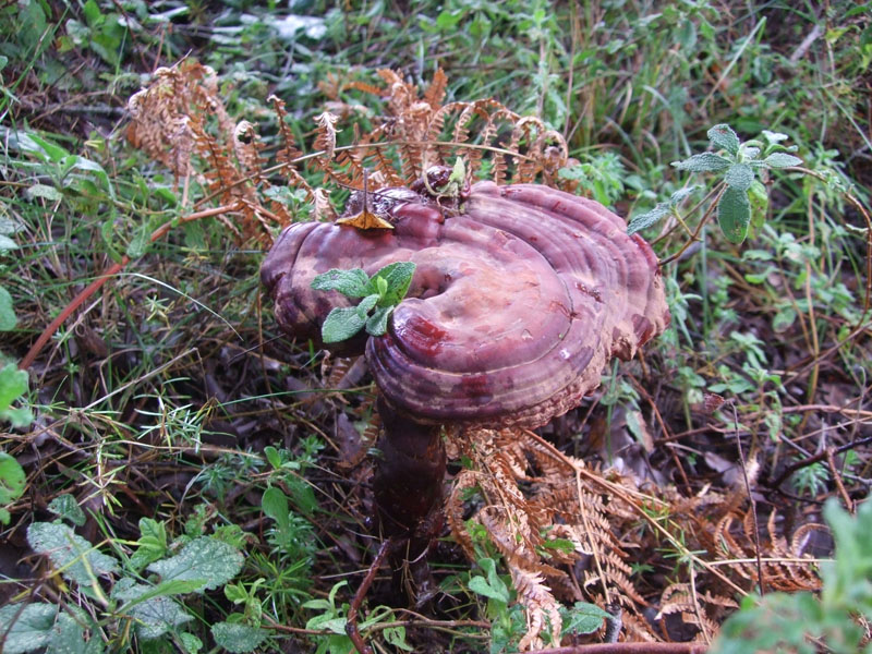 Lignicolo da determinare (Ganoderma lucidum)