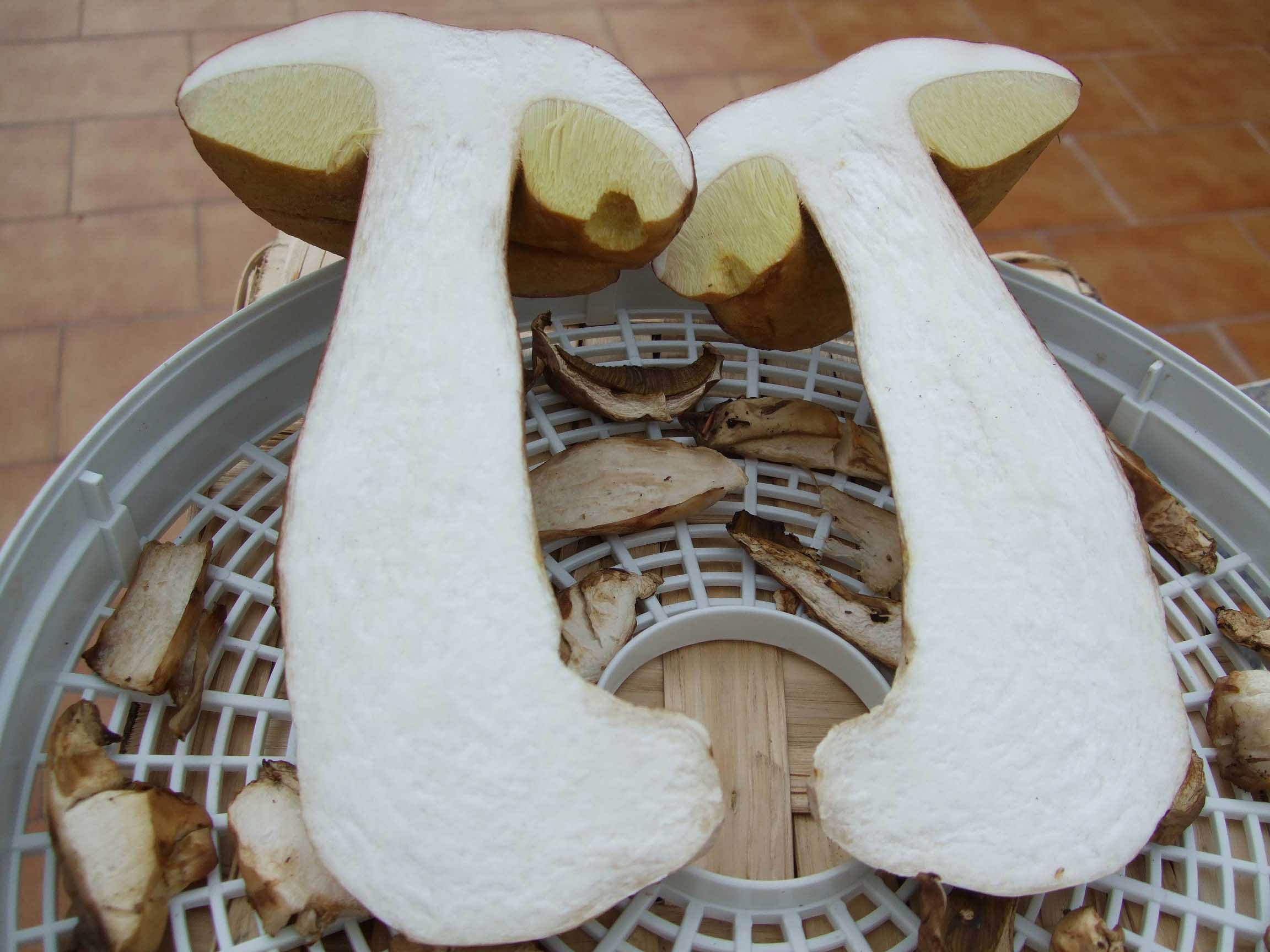 potrebbe essere aestivalis ?