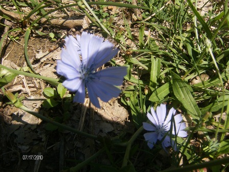 Cichorium intybus