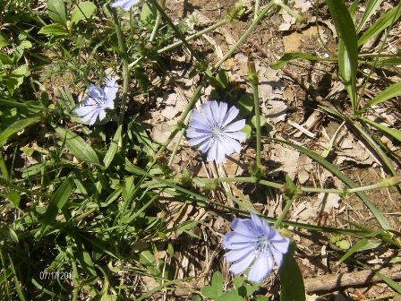 Cichorium intybus