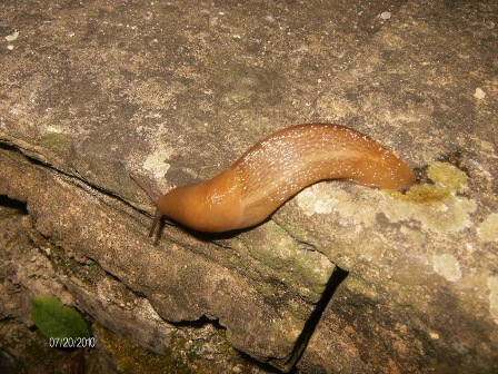 Un Limax del corsicus-gruppo da San Lorenzo (Toscana)