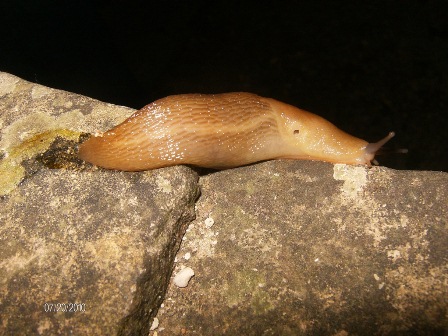 Un Limax del corsicus-gruppo da San Lorenzo (Toscana)