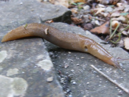 Un Limax del corsicus-gruppo da San Lorenzo (Toscana)