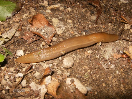 Un Limax del corsicus-gruppo da San Lorenzo (Toscana)