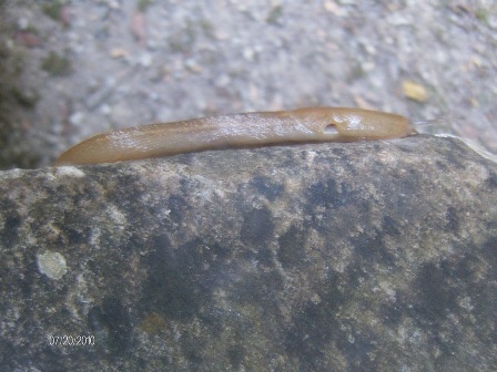 Un Limax del corsicus-gruppo da San Lorenzo (Toscana)