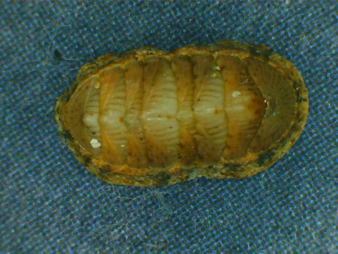 Chiton olivaceus.....