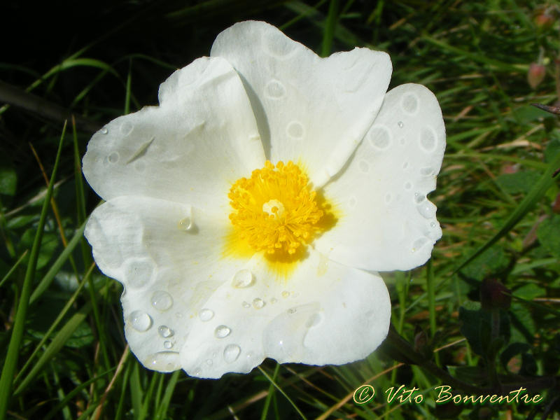 Cistus salvifolius / Cisto femmina