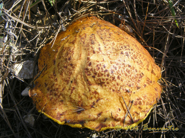 Fungo Ericino