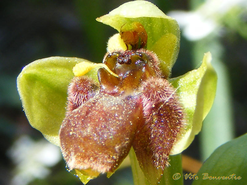 Bombyflora, ibrido o cosa ?