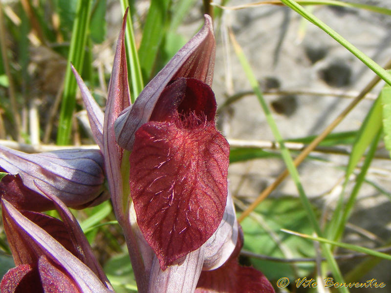 Serapias cordigera