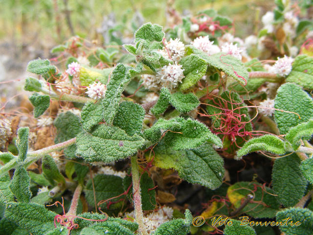 Cistus salviifolius e Cuscuta sp,