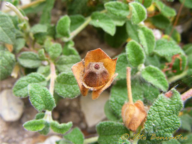 Cistus salviifolius e Cuscuta sp,