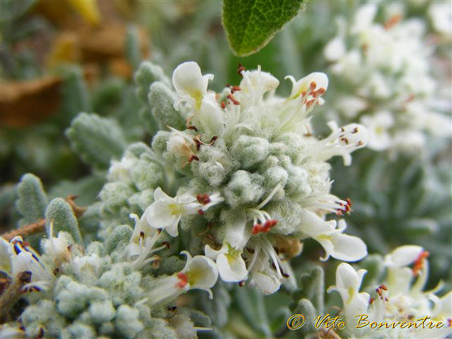 Teucrium capitatum / Camedrio a testa grossa