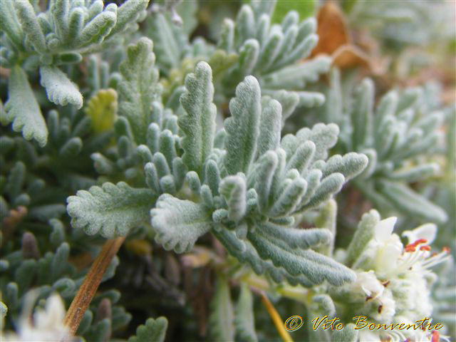 Teucrium capitatum / Camedrio a testa grossa