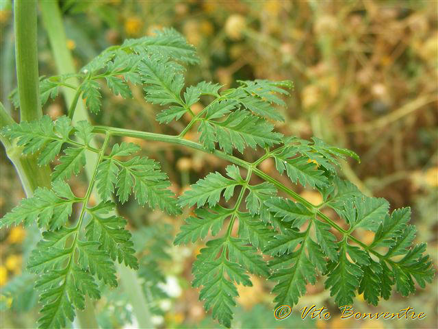 Chiedo conferma: Conium maculatum