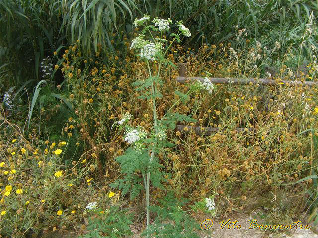 Chiedo conferma: Conium maculatum