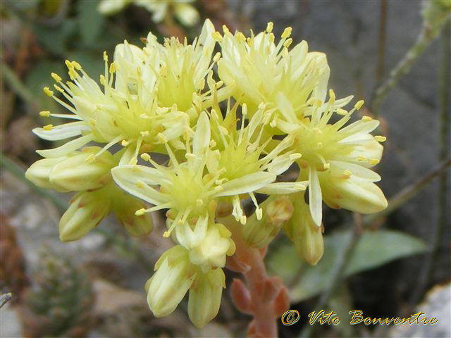 Petrosedum sediforme (=Sedum sediforme) / Borracina di Nizza