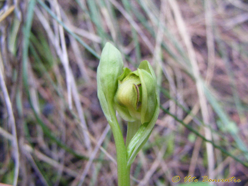 Ophrys fusca