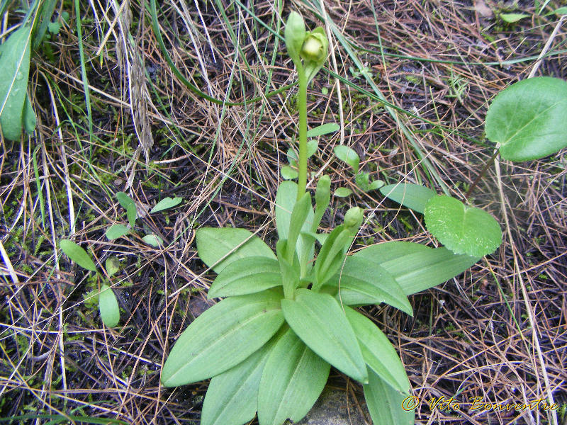 Ophrys fusca