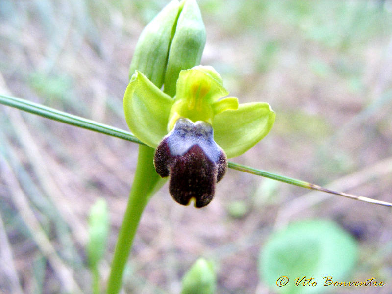 Ophrys fusca