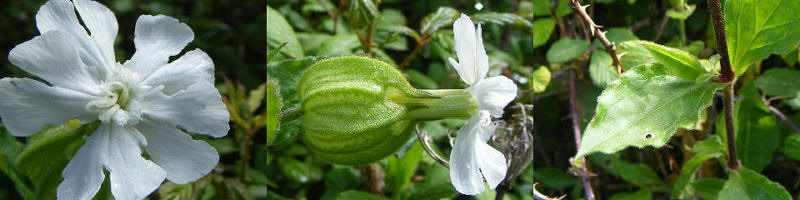 Silene latifolia / Silene bianca