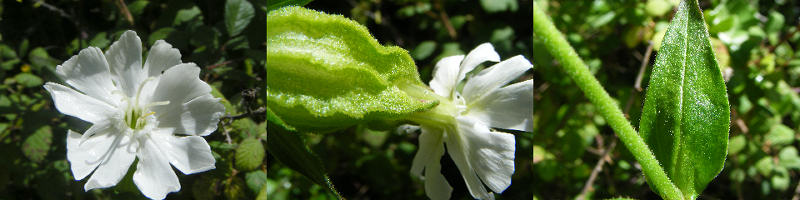Silene latifolia / Silene bianca