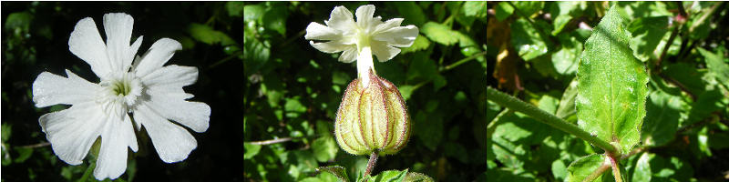 Silene latifolia / Silene bianca