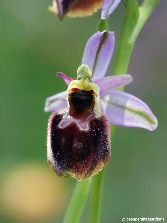 Ophrys panattensis Scurgli, A. Cogoni & A. Pessei, 1992