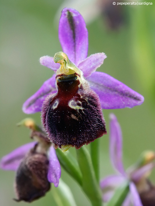 Ophrys panattensis Scurgli, A. Cogoni & A. Pessei, 1992