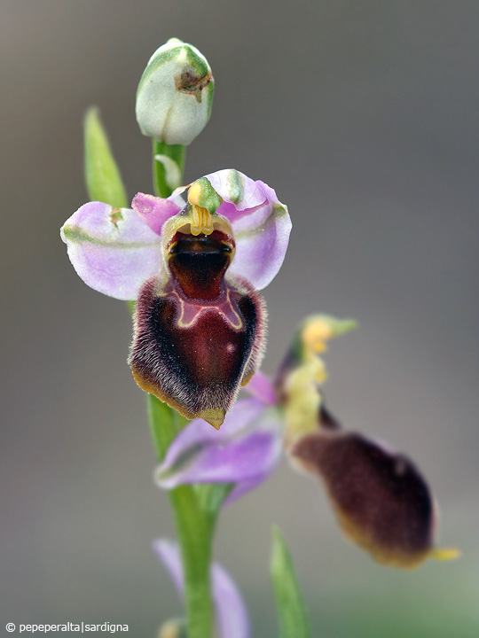 Ophrys panattensis Scurgli, A. Cogoni & A. Pessei, 1992