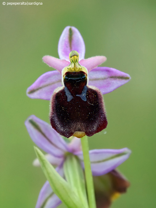 Ophrys panattensis Scurgli, A. Cogoni & A. Pessei, 1992