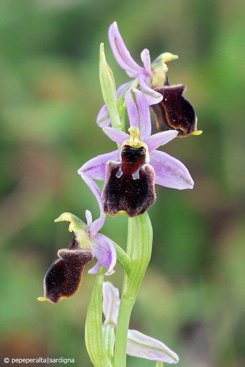 Ophrys panattensis Scurgli, A. Cogoni & A. Pessei, 1992