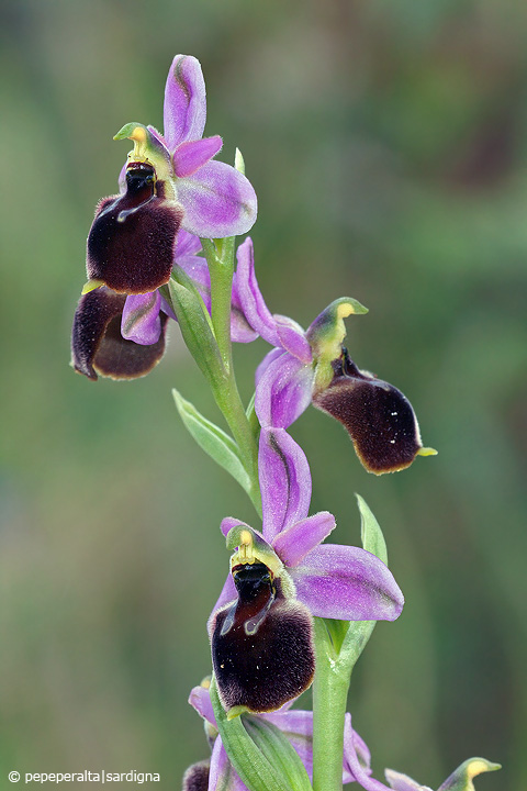 Ophrys panattensis Scurgli, A. Cogoni & A. Pessei, 1992