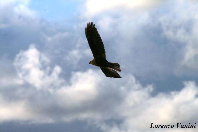 Falco di palude (serie)