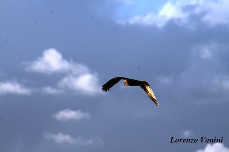 Falco di palude (serie)